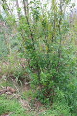 Kiggelaria africana, photograph (c) Tony Rebelo, some rights reserved (CC BY-SA)