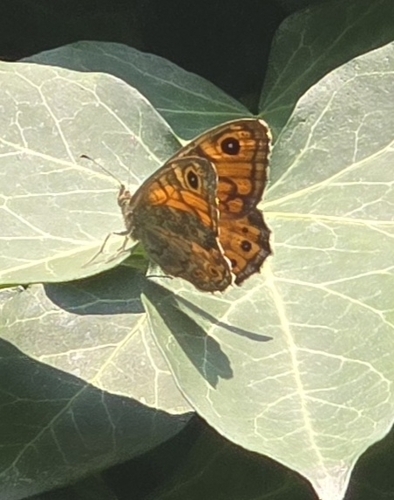Wall Brown