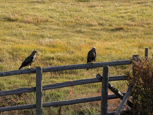 Swainson's Hawk