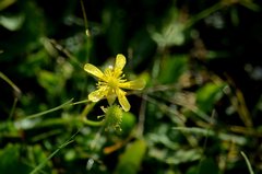 Halerpestes sarmentosa