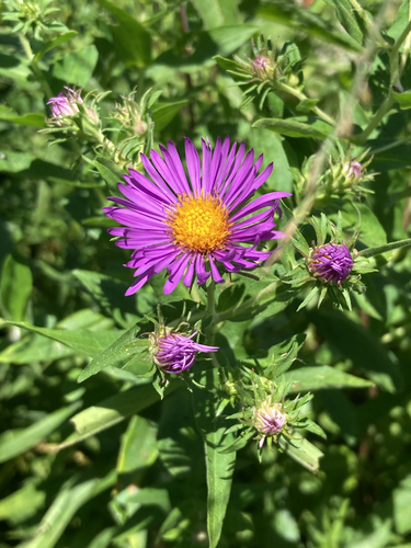 New England aster
