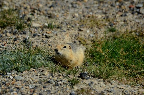 Long-tailed Ground Squirrel