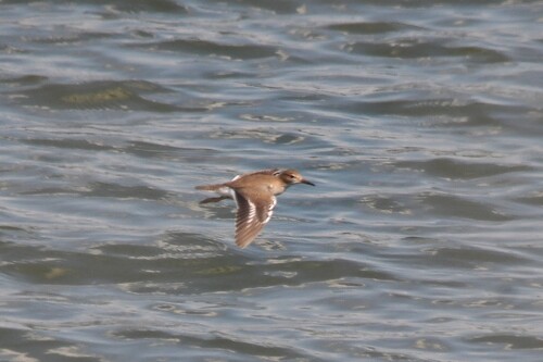 Spotted Sandpiper