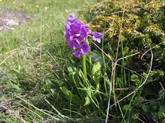 Primula latifolia