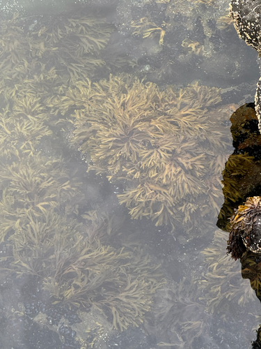Rockweed