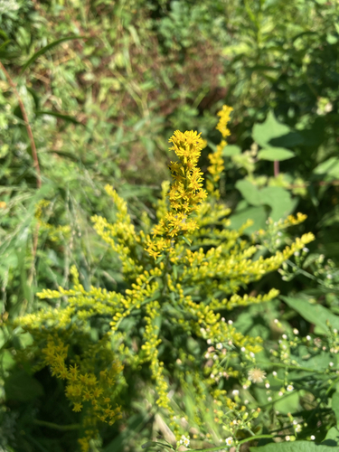 tall goldenrod