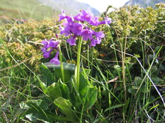 Primula latifolia