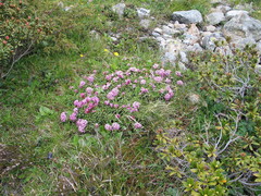 Daphne striata