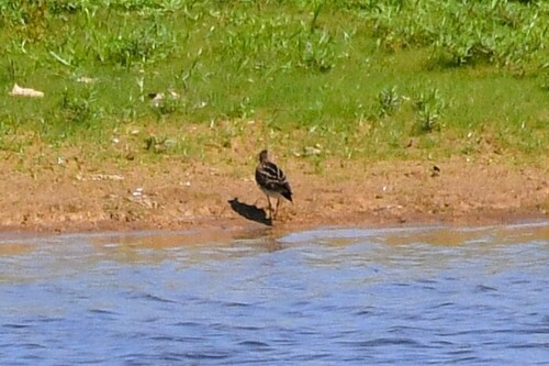 Wilson's Snipe
