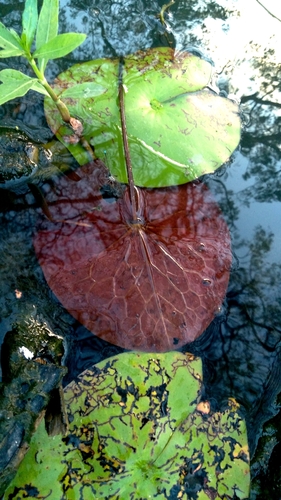 Amazon waterlily (Nymphaea amazonum)