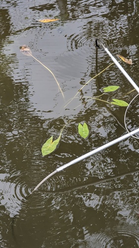 Sagittaria cuneata, photograph 5