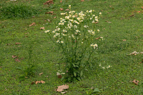 annual fleabane
