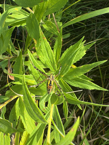 Banded Garden Spider