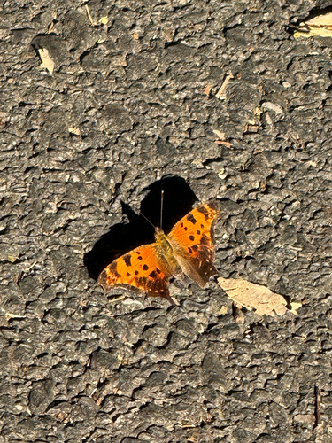 Eastern Comma