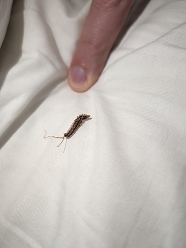 House Centipede
