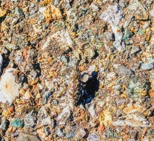 Knapweed Root Weevil