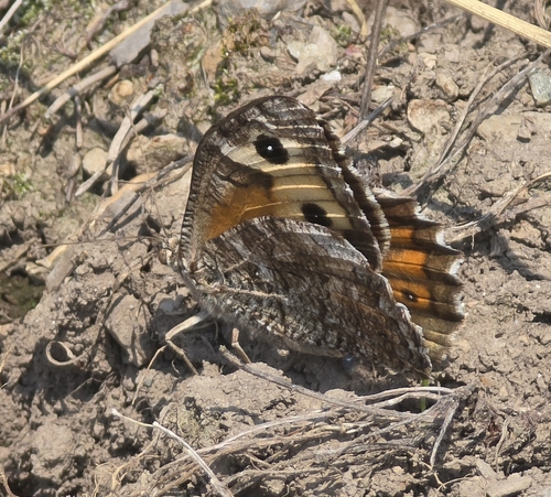 Grayling