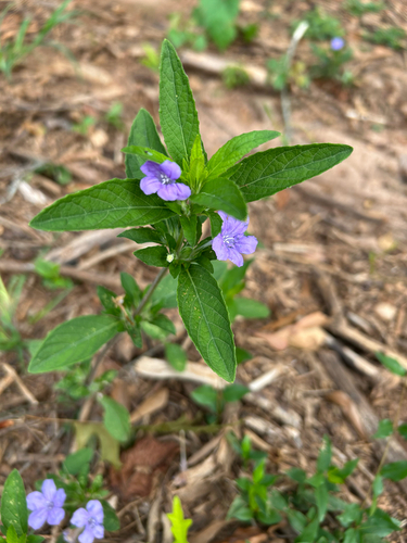 Carolina ruellia