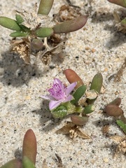 Sesuvium portulacastrum, photograph author not stated, no rights reserved