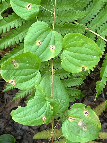 smooth carrionflower