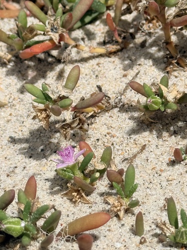 Sesuvium portulacastrum, photograph 4