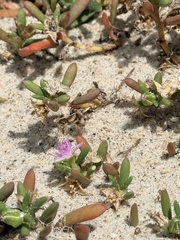 Sesuvium portulacastrum, photograph author not stated, no rights reserved