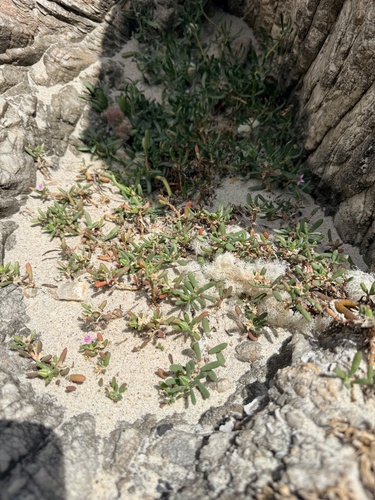 Sesuvium portulacastrum, photograph 5