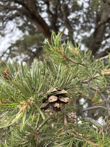 Colorado Pinyon