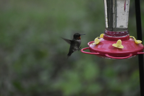 Ruby-throated Hummingbird
