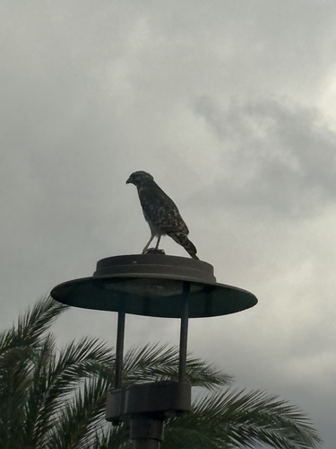 Red-shouldered Hawk