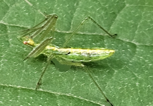 Pale Green Assassin Bug
