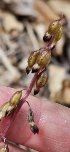 autumn coralroot
