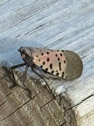 Spotted Lanternfly