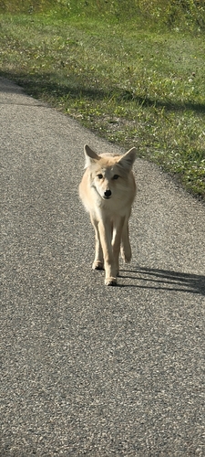 Coyote