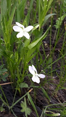 Viola stagnina