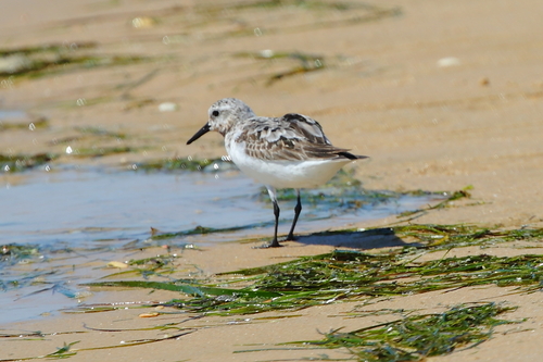 Sanderling