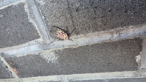 Spotted Lanternfly