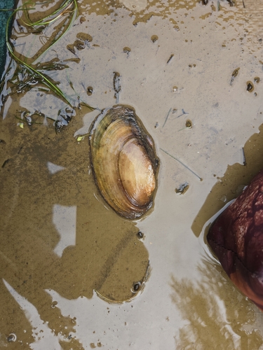Fragile Papershell