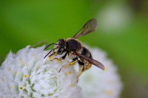 European Woolcarder Bee