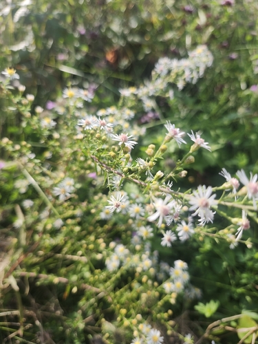 Symphyotrichum racemosum, photograph 2