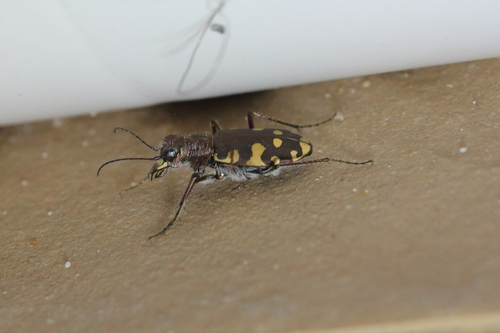 Littoral Tiger Beetle