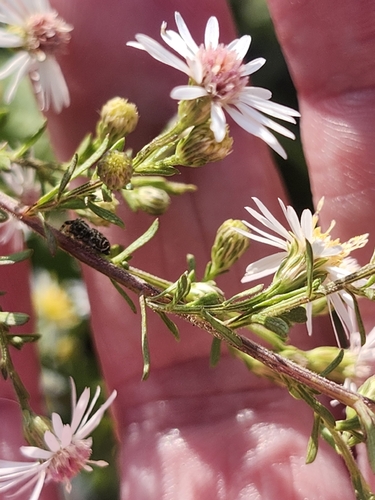 Symphyotrichum racemosum, photograph 3