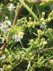 Symphyotrichum racemosum, photograph author not stated, no rights reserved