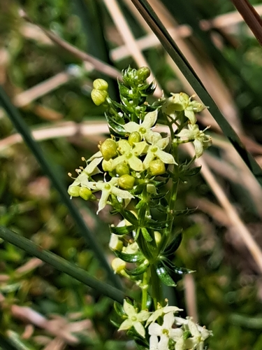 Shiny bedstraw