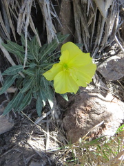 Oenothera brachycarpa