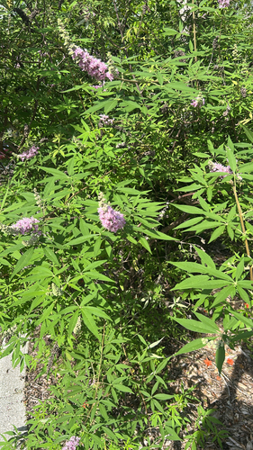 Lilac chaste tree