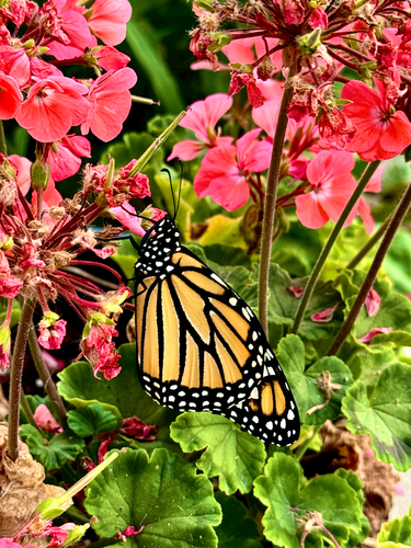 Monarch