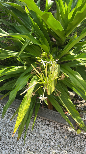 Tree Crinum