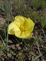 Oenothera howardii
