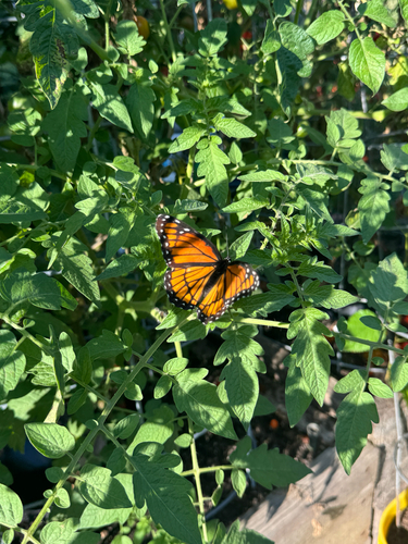 Monarch